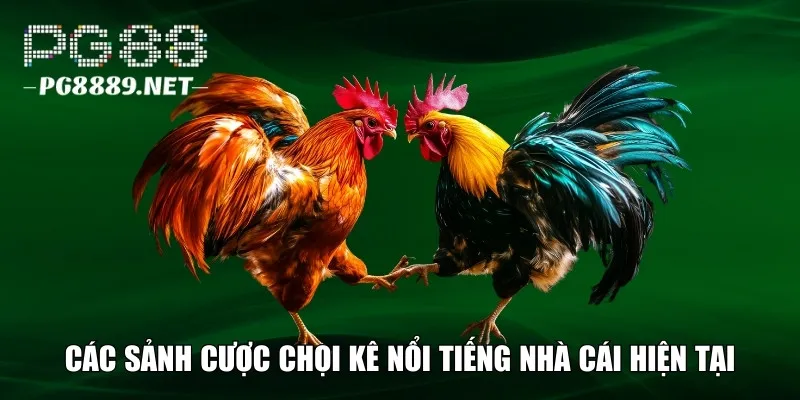 Đơn vị cung cấp chọi kê nổi tiếng
